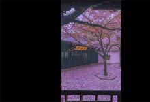 【323款】治愈系竖屏自然风景视频素材