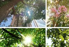 【165款】夏日阳光穿过树叶绿色空境头自然树林风景视频素材