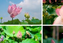 【138款】夏天荷花荷塘蜻蜓荷叶莲花特写镜头风景视频素材